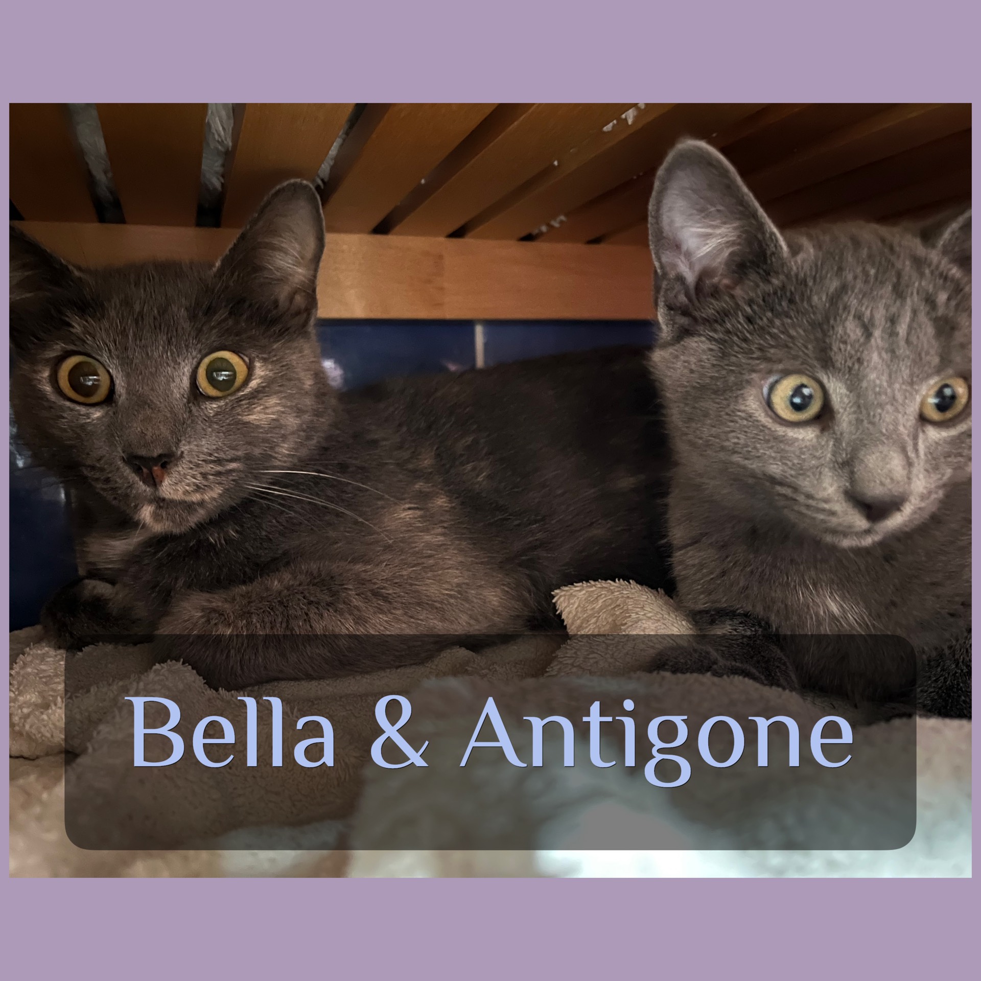 Antigone et Addiction