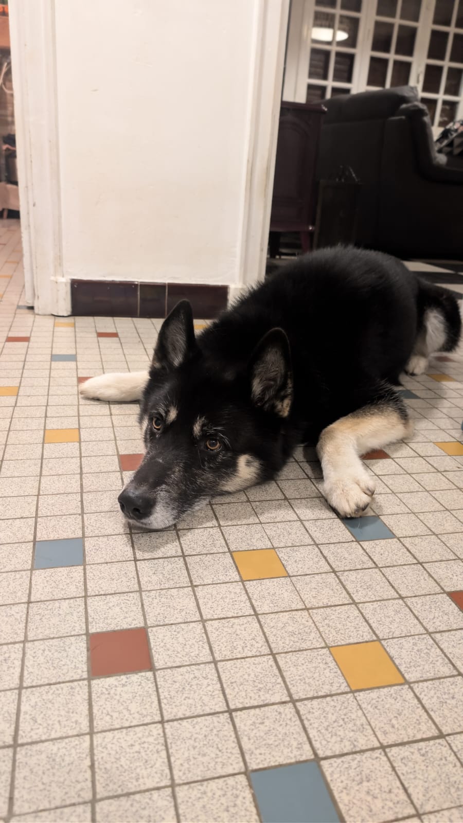 Shadow se porte bien.