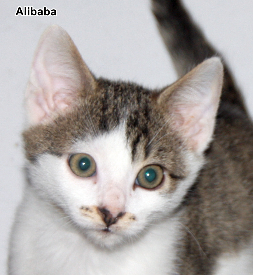 Alibaba