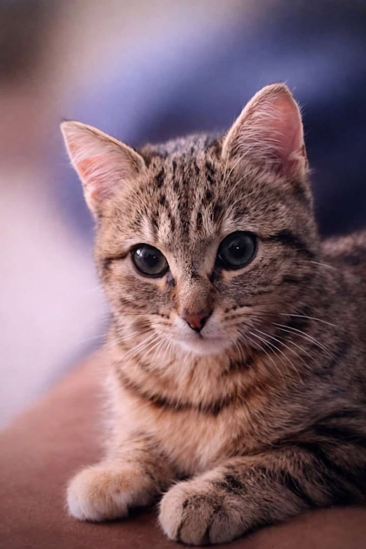 Des nouvelles d'une jolie fleur Anémone par ses adoptants