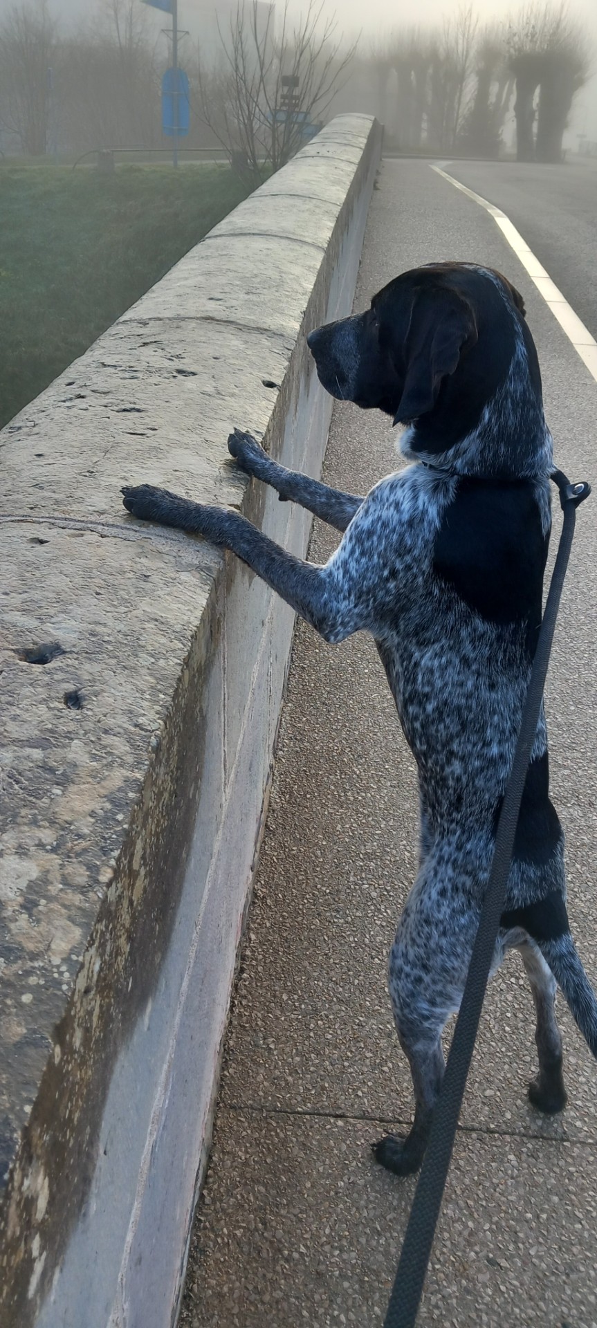 Joyeux Noêl de la part de Ayko.