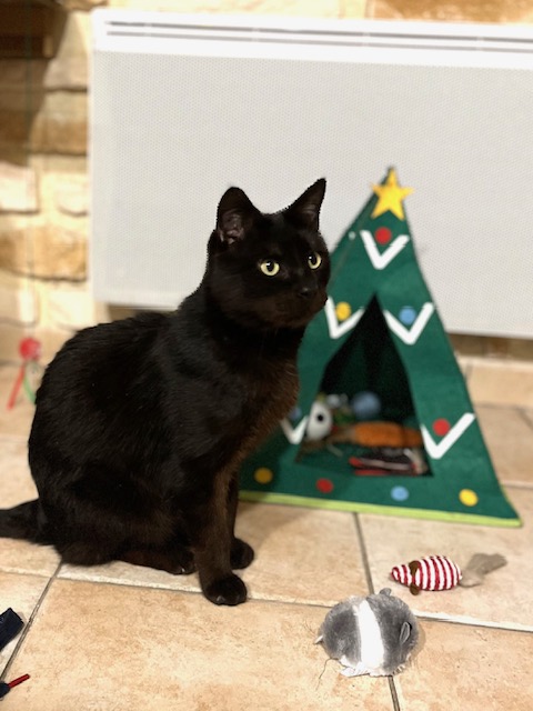 Bonne fête de fin d'année de la part de Djinn