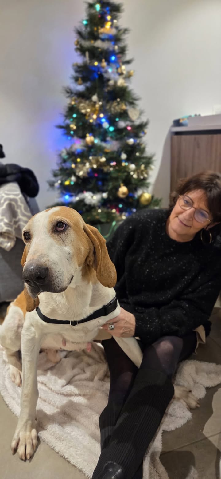 Premier Noël en famille pour Horus après presque 3 ans passés au refuge. Bon Noël à tous