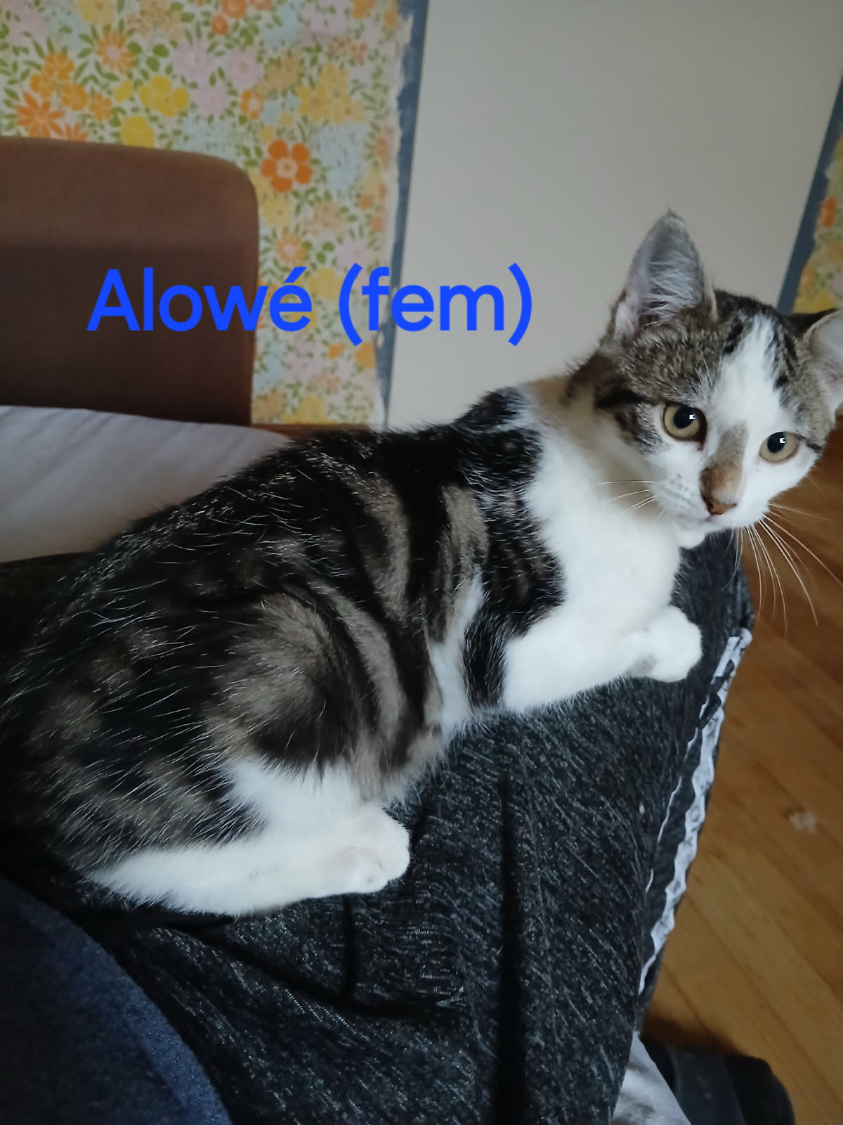 Alowé