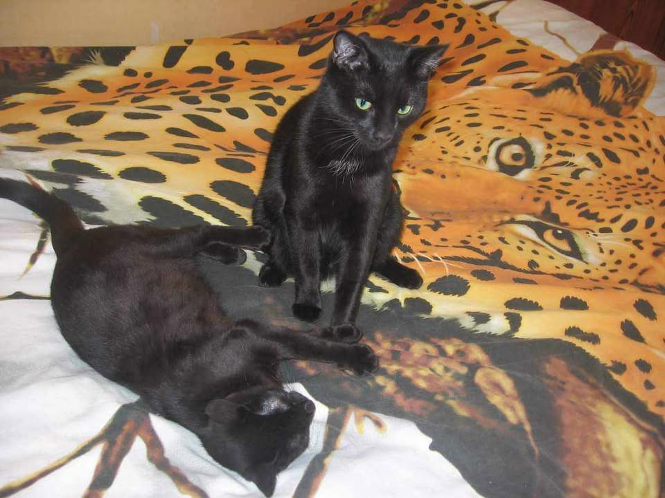 Kahlee l'adoptioon du vendredi 13