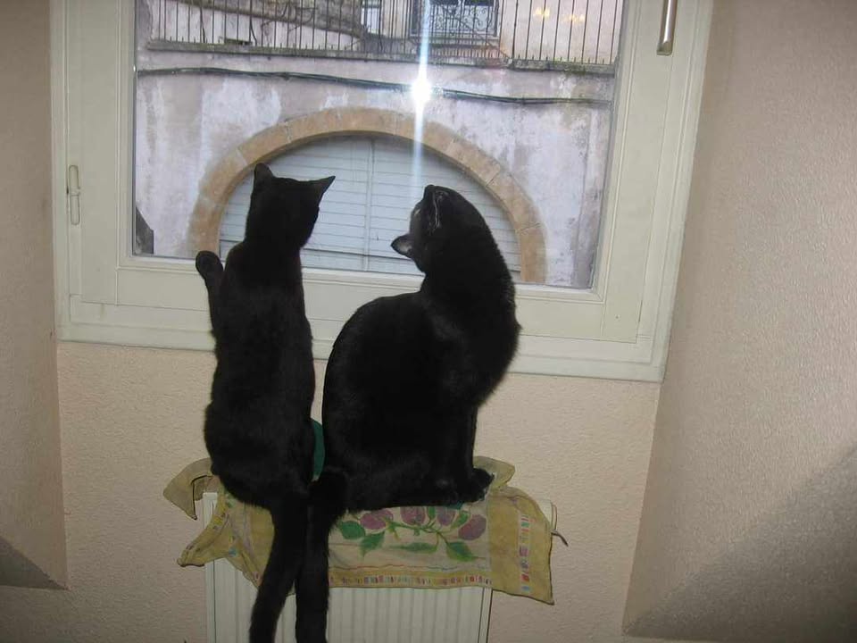 Kahlee l'adoptioon du vendredi 13