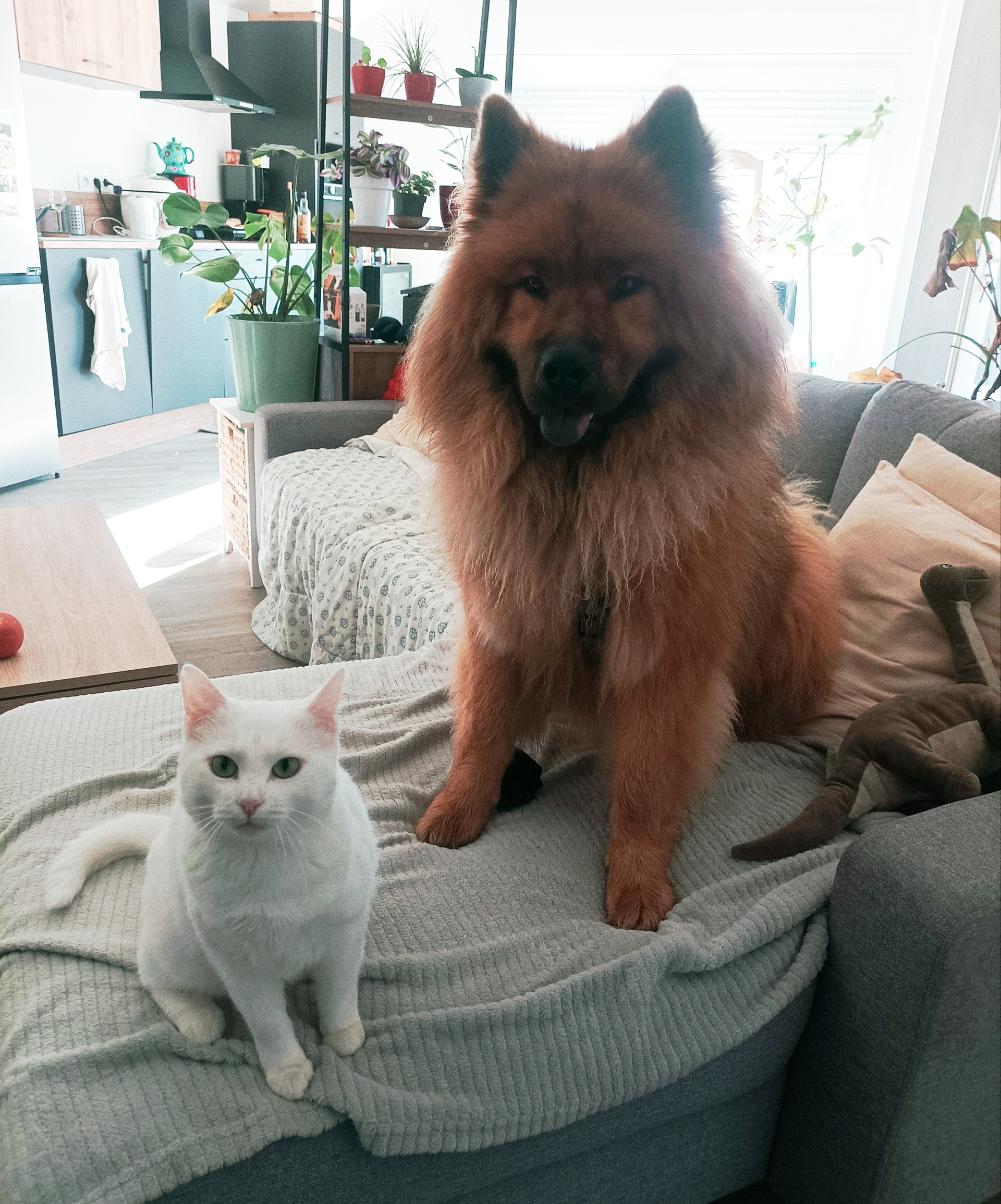 Pistache: joyeux Noël