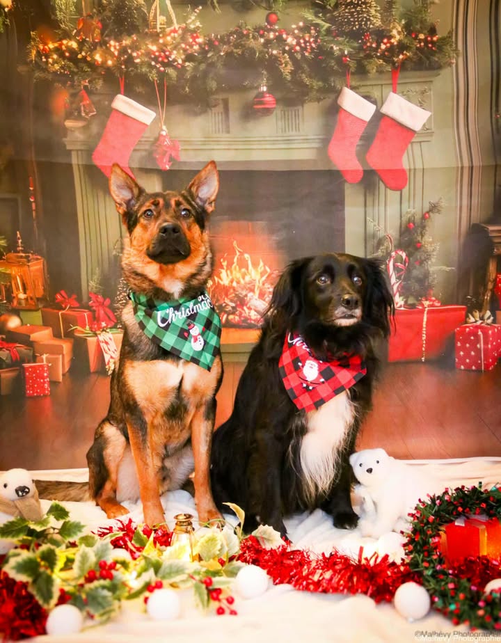 Joyeux Noël et bonne année.