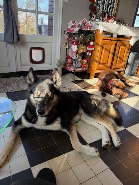 Des nouvelles de Shadow renommé Roudoudou