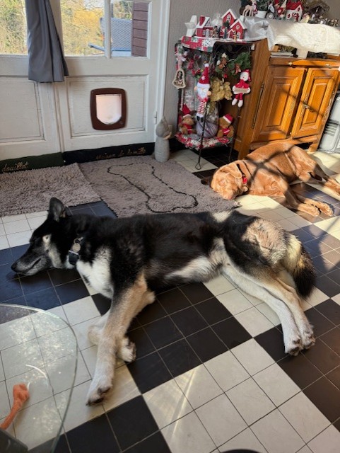 Des nouvelles de Shadow renommé Roudoudou