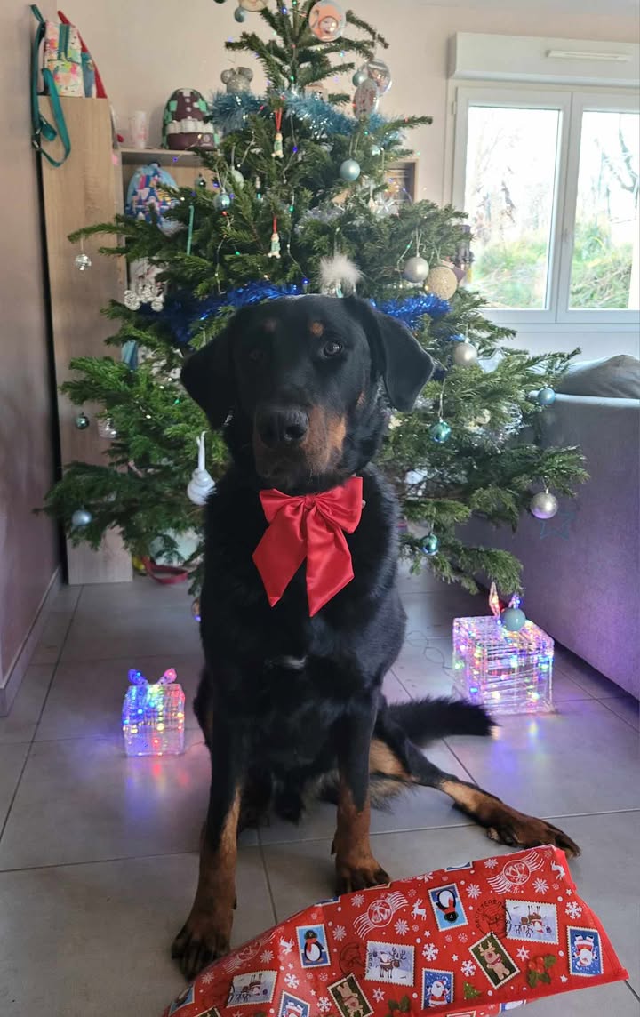 Bonnes fêtes de Taiko et ses adoptants.