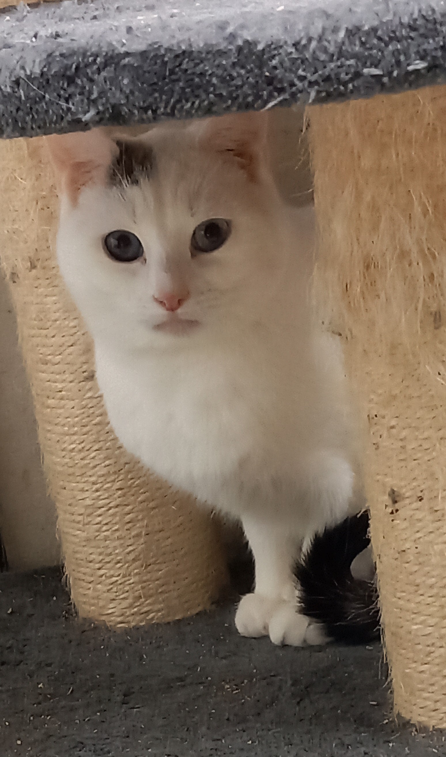 Allo (en attente pas encore à l'adoption)