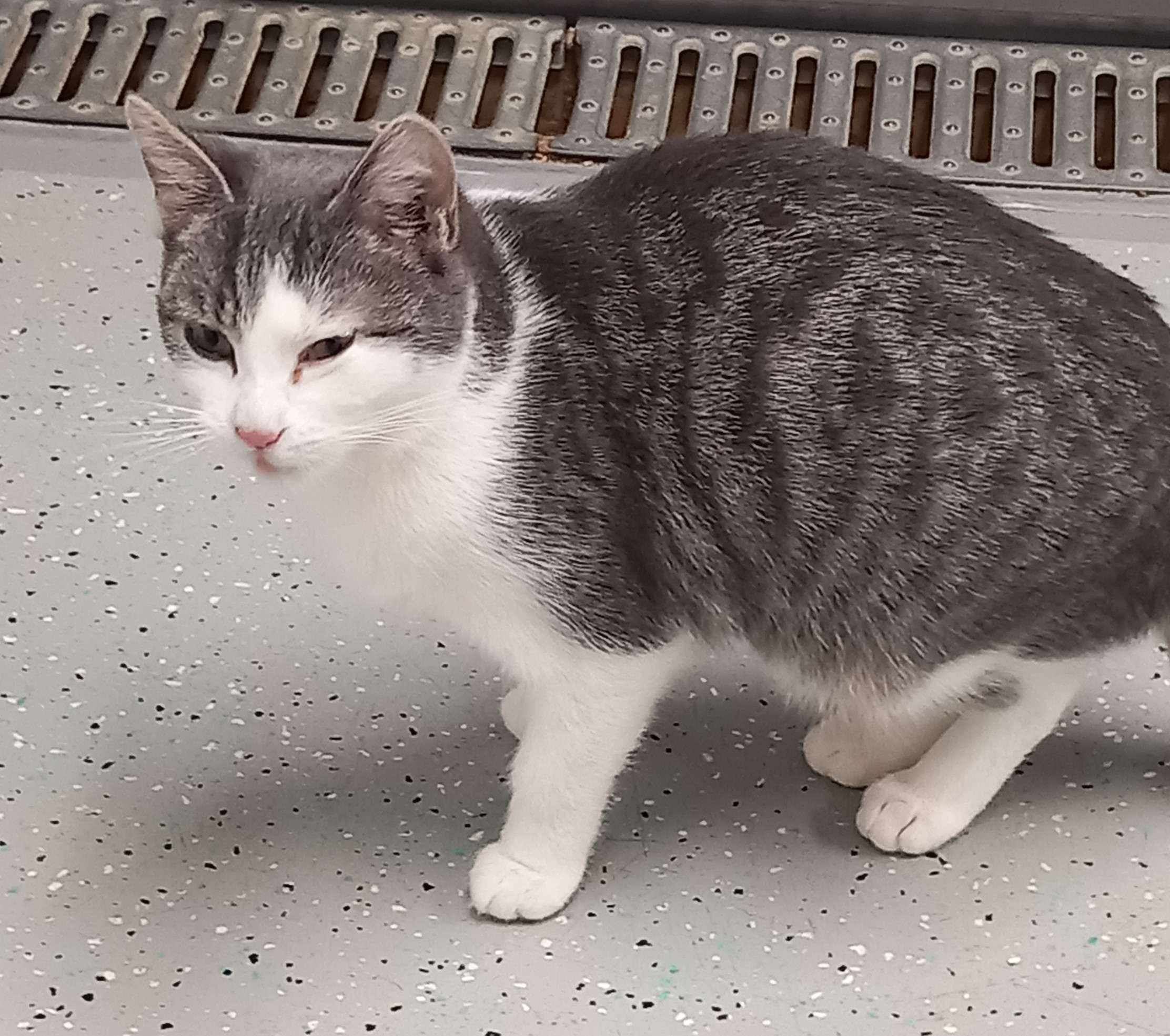 Amel (en attente pas encore prêt pour l'adoption)