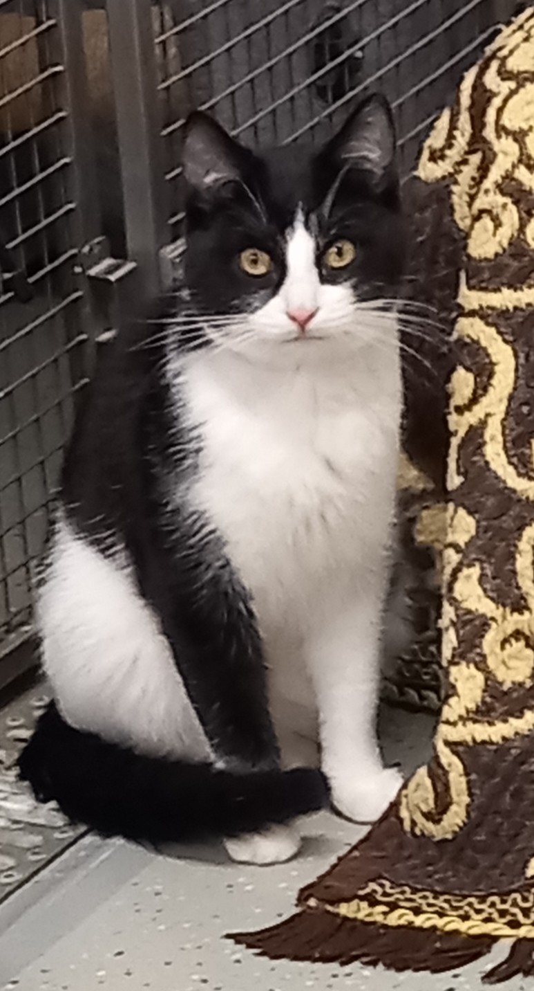 Amiral (en attente pas encore prêt pour l'adoption)