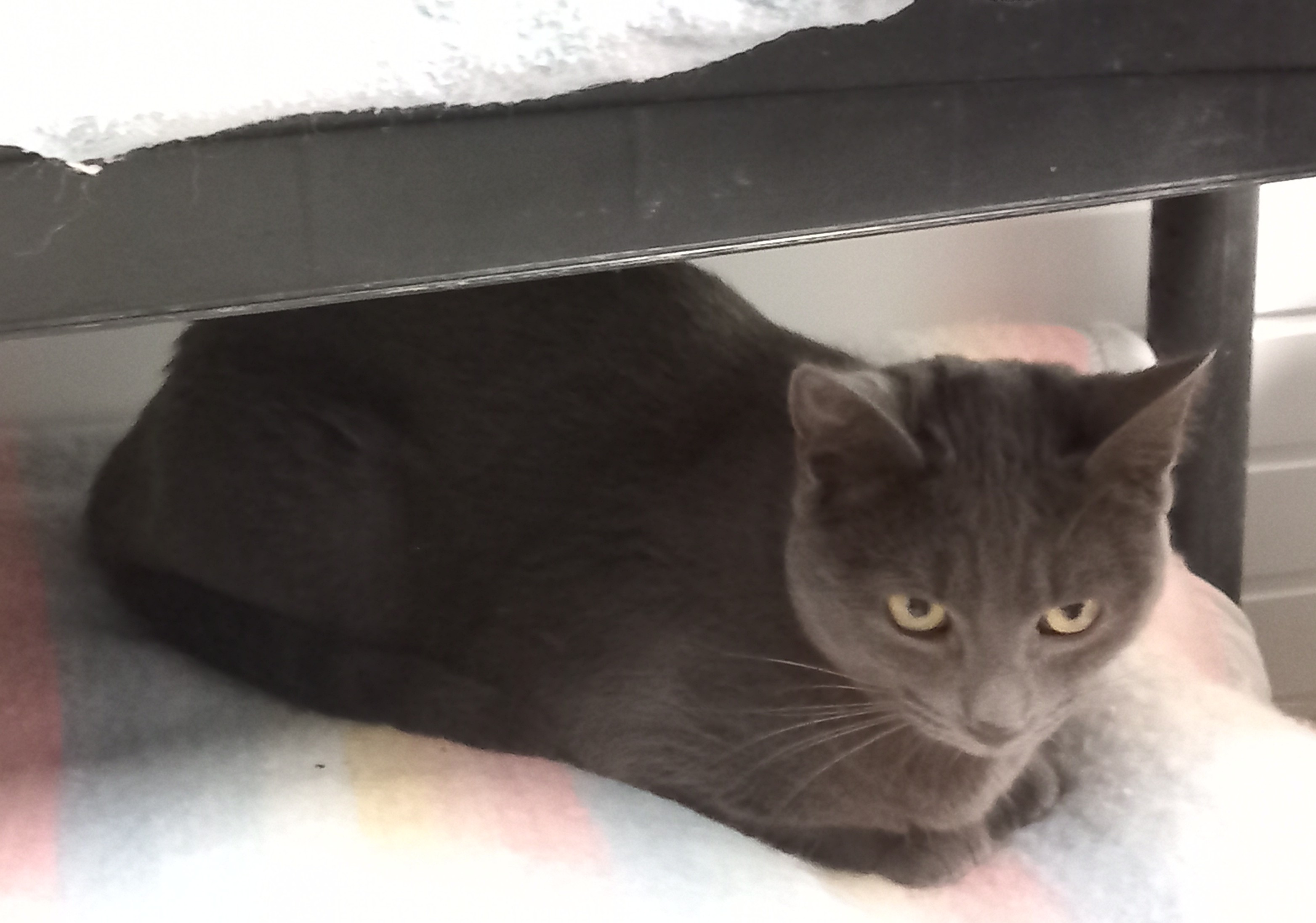 Amory (en attente pas encore prêt pour l'adoption)