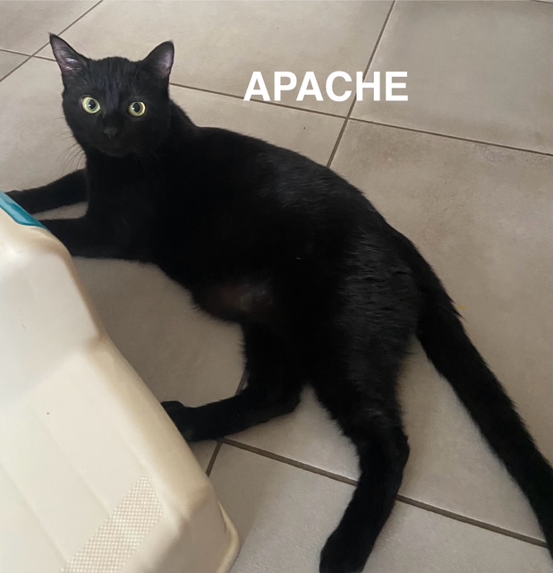Apache