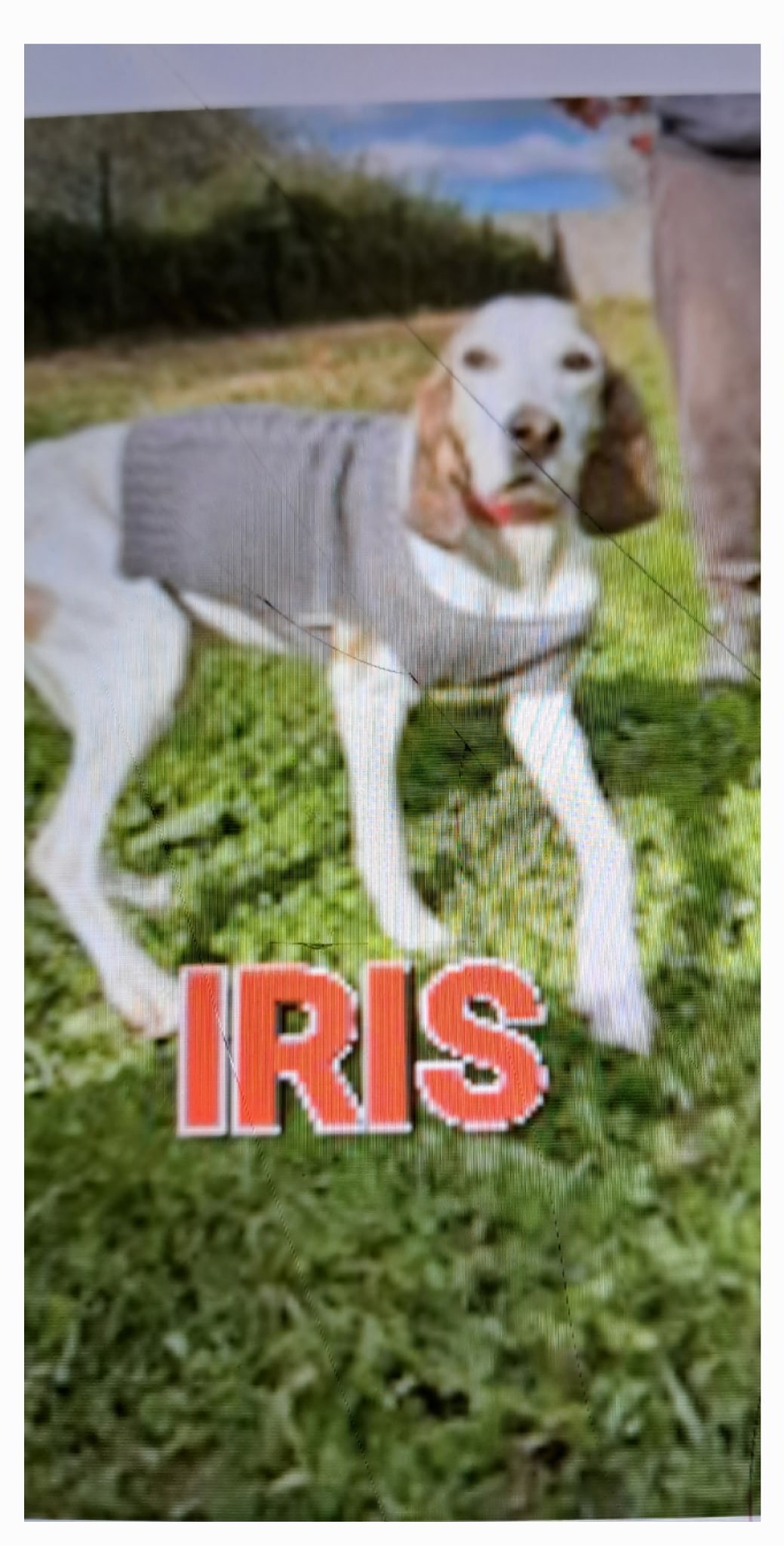 Dernière adoption de l'année 2025.