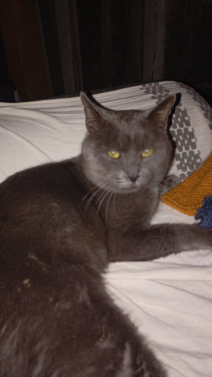 Nounours des nouvelles.