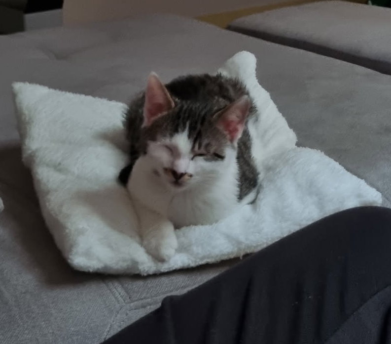 Des nouvelles de Alibaba, devenu Pito