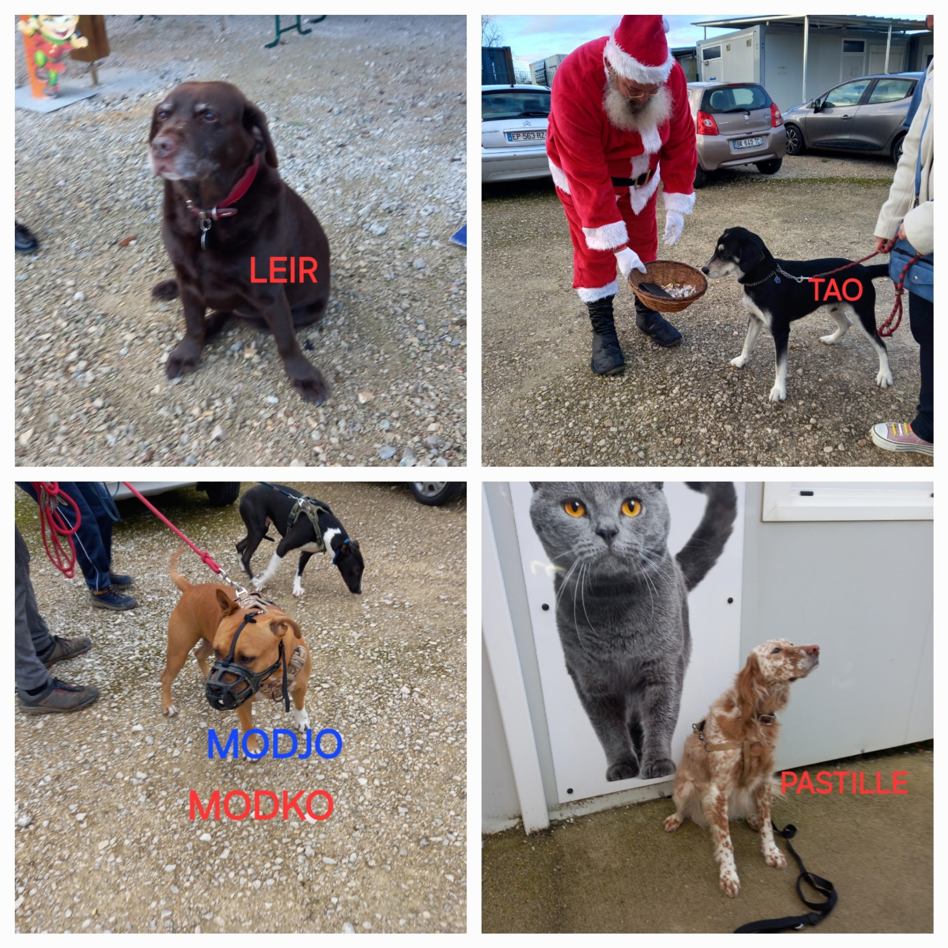 Nos visiteurs de Noêl.