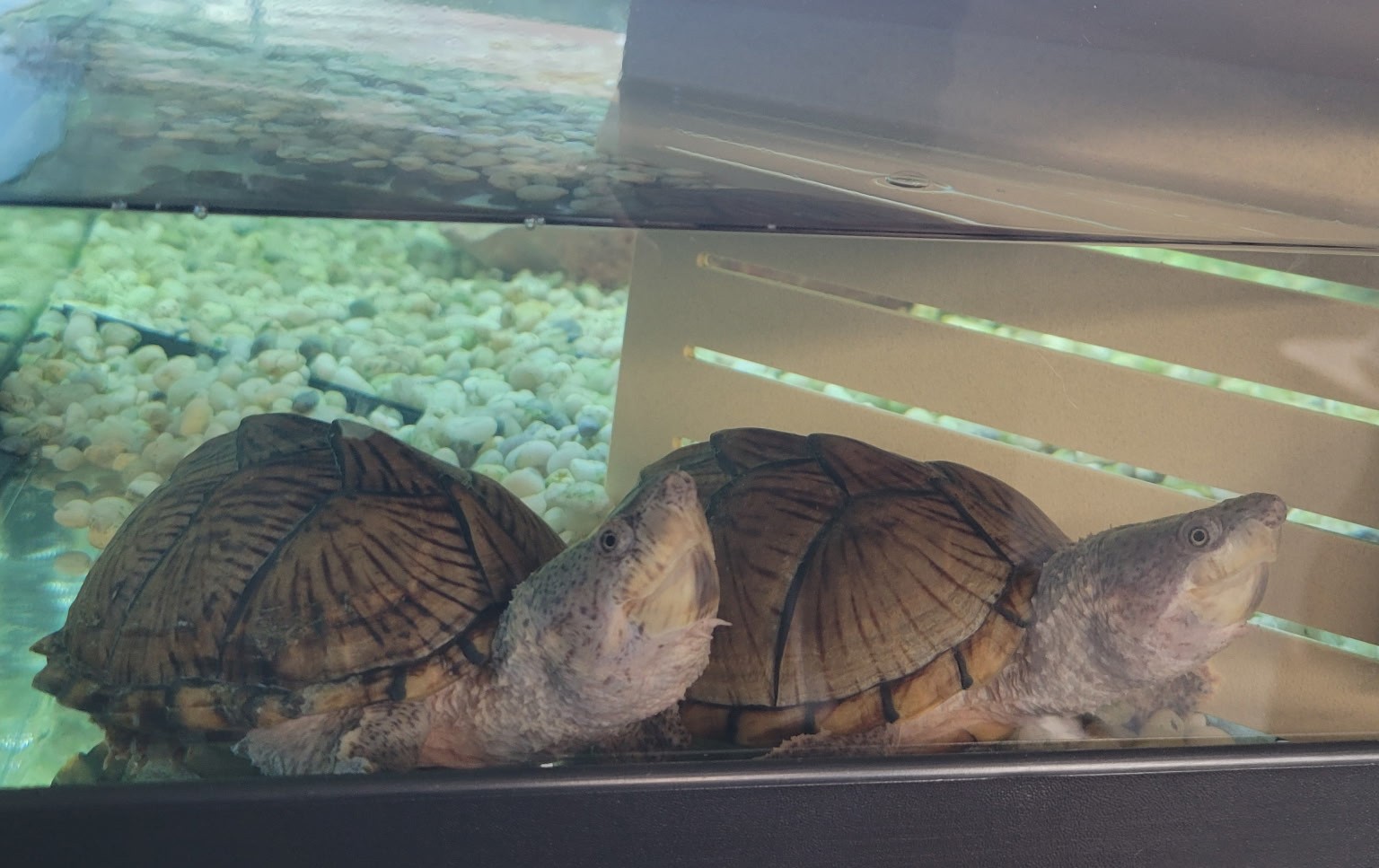 2 Tortues