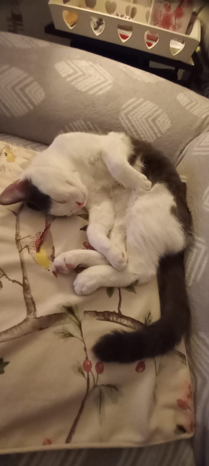 Saphir très précieux.