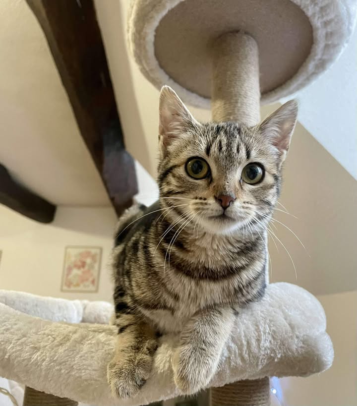 La jolie bouille d'Ancolie.