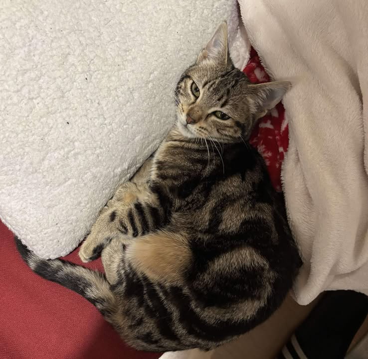 La jolie bouille d'Ancolie.