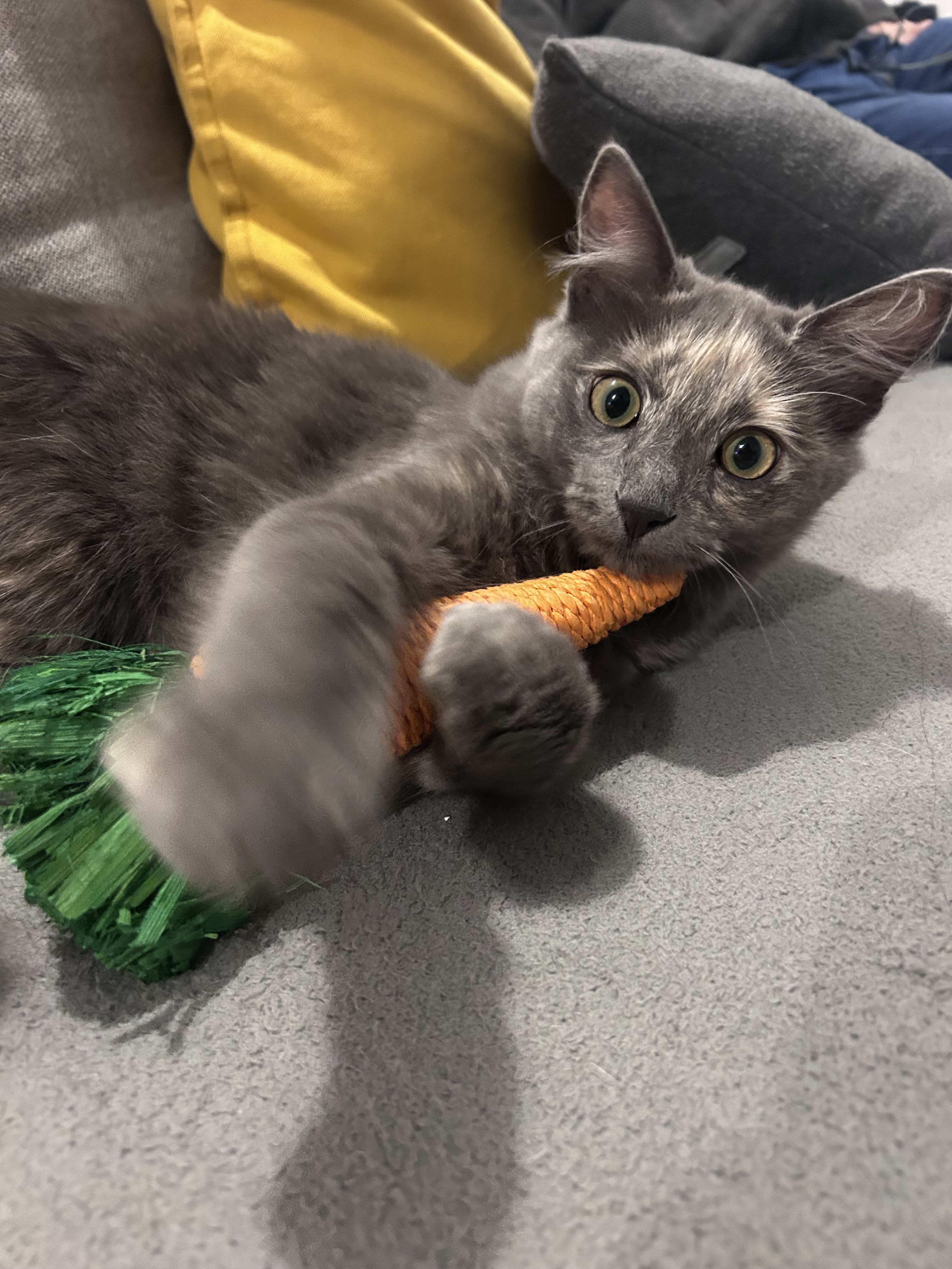 C'est Athéna la belle.