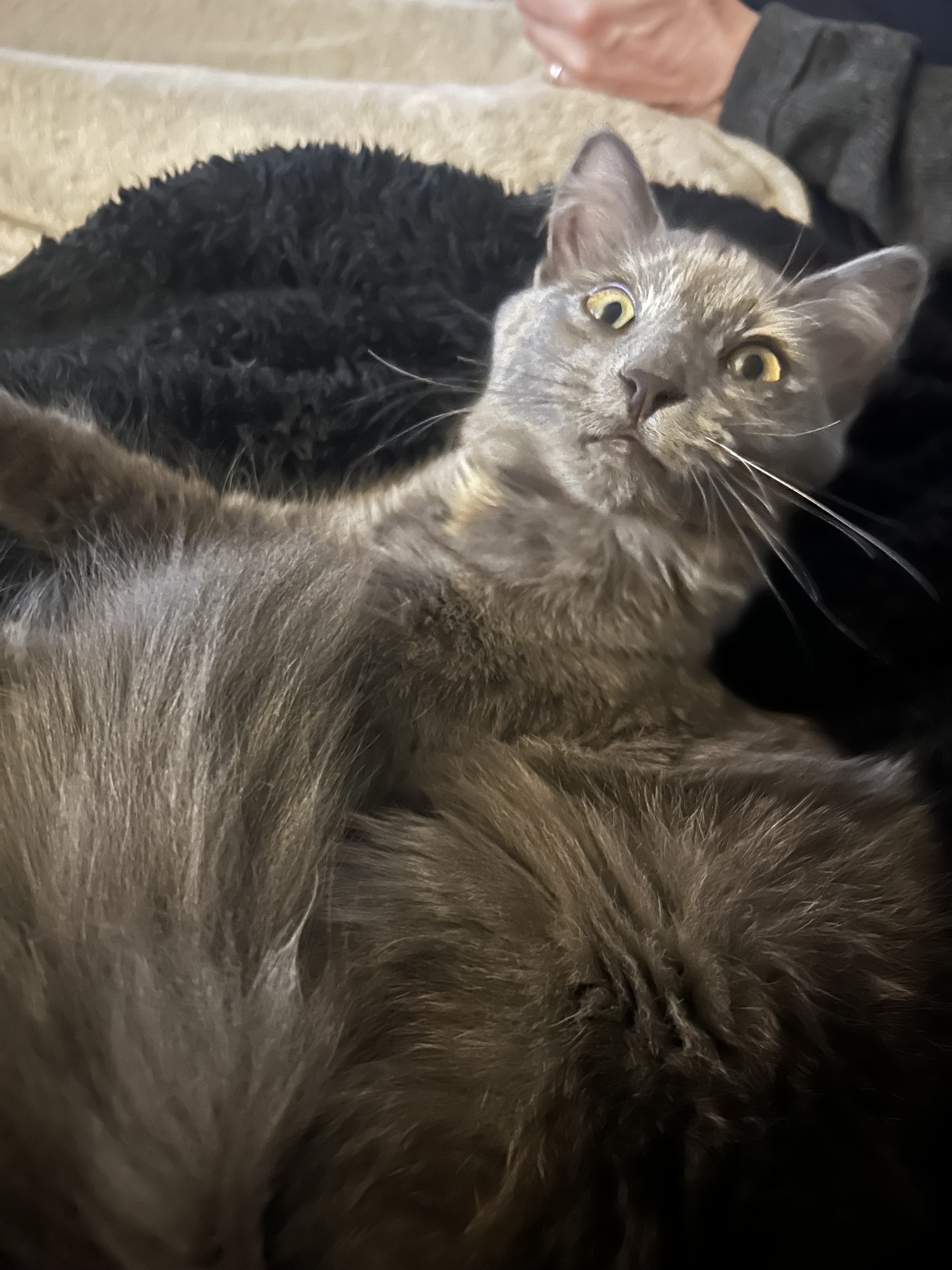 C'est Athéna la belle.