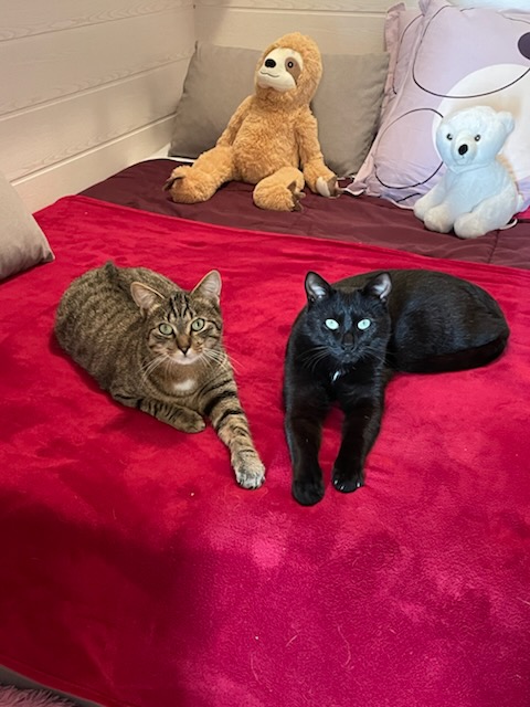 Les amours Nougat et Nemo.