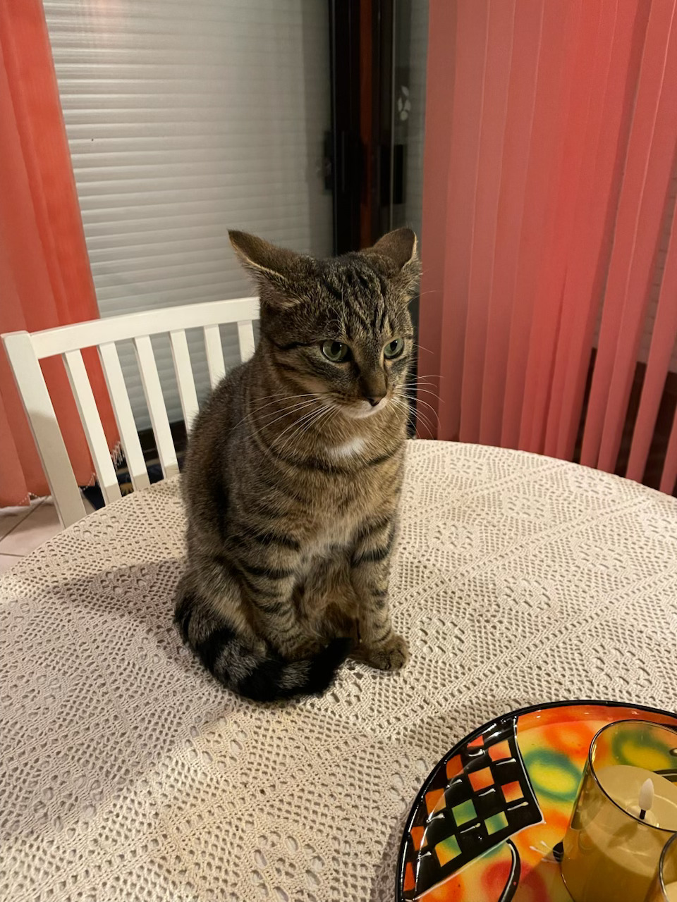 Les amours Nougat et Nemo.