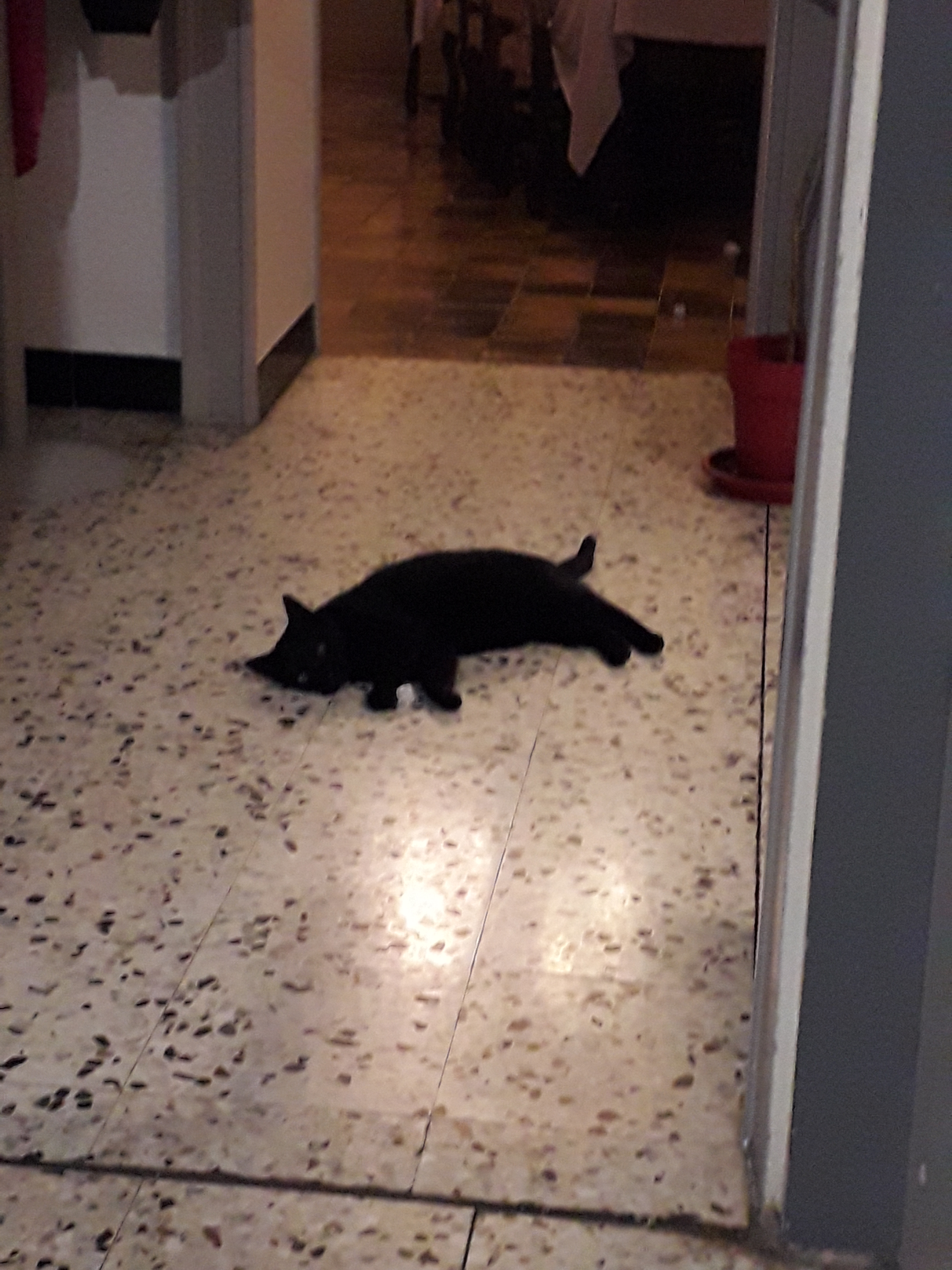 Des nouvelles de Zita et Wanka