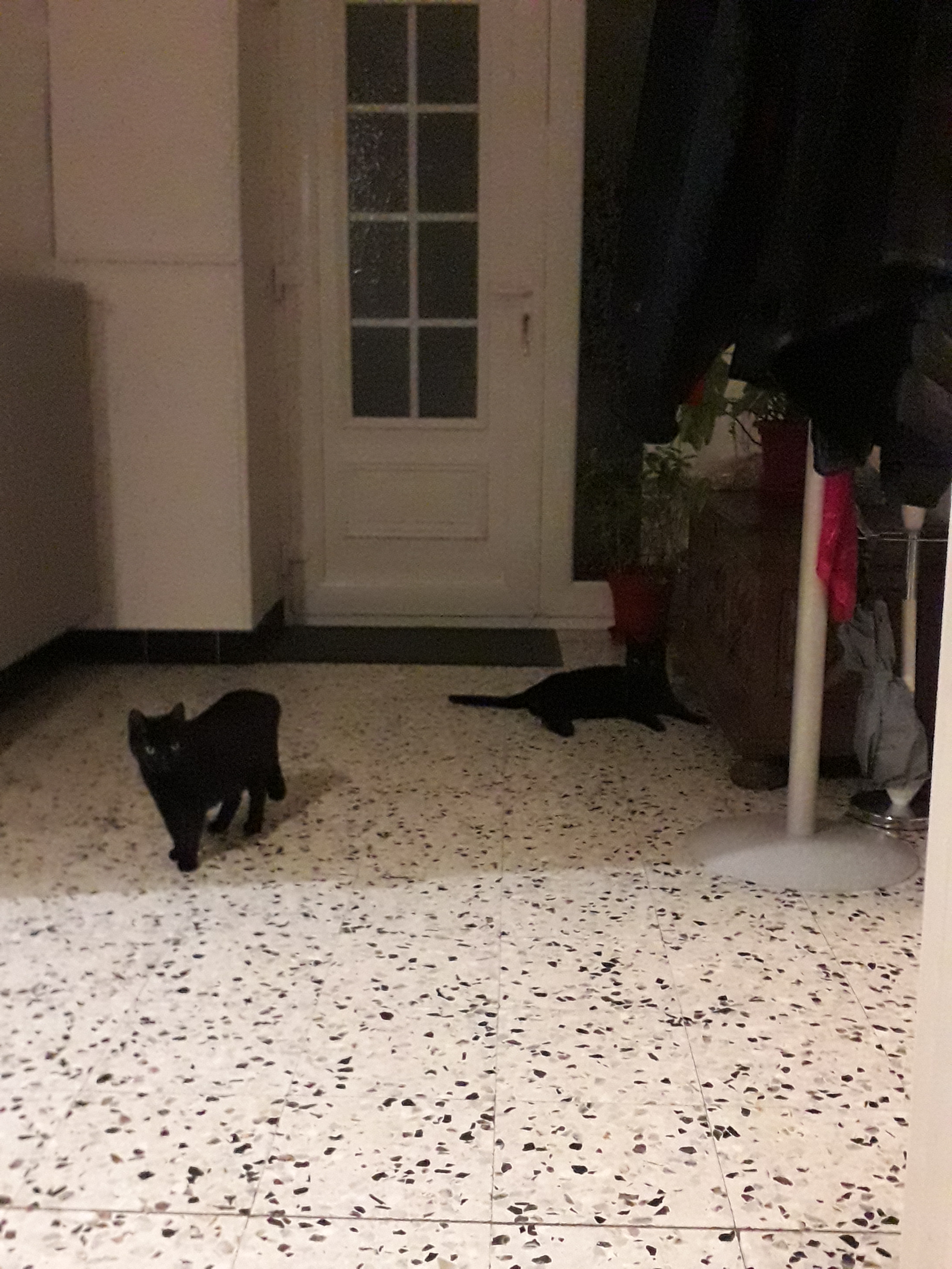 Des nouvelles de Zita et Wanka