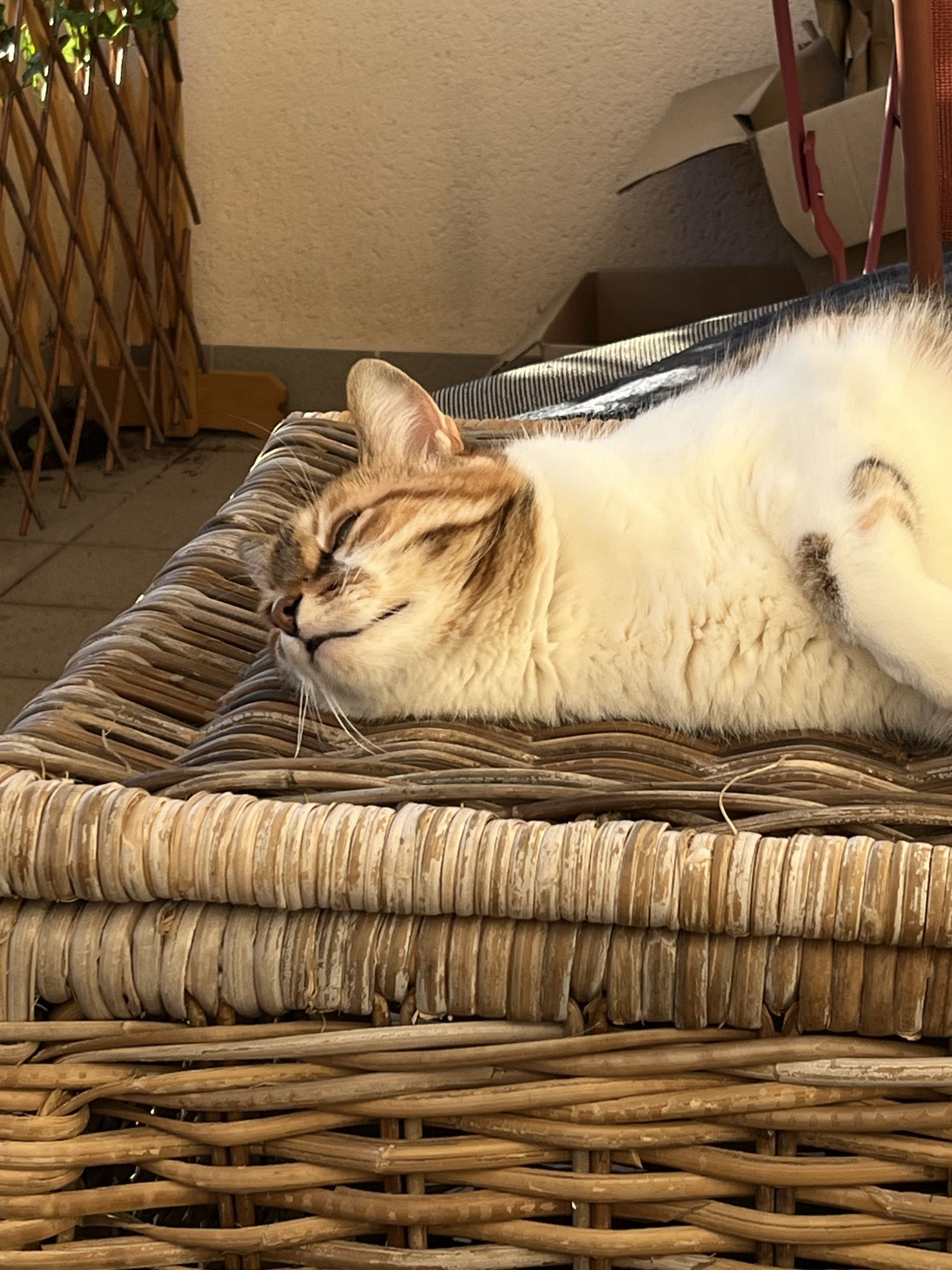 Des nouvelles de Câline