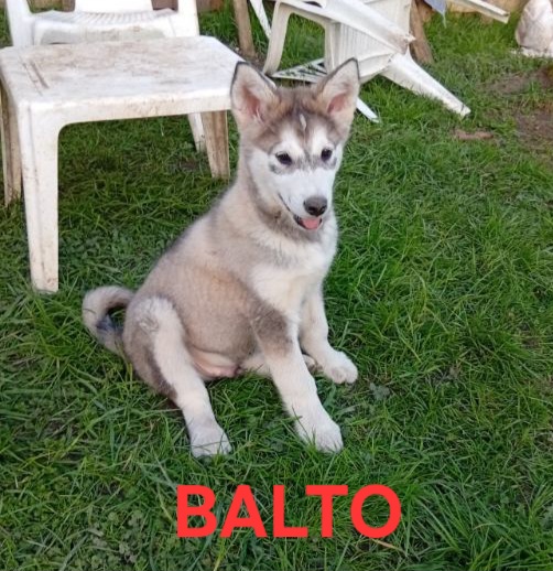 Balto