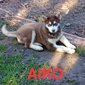 Aiko