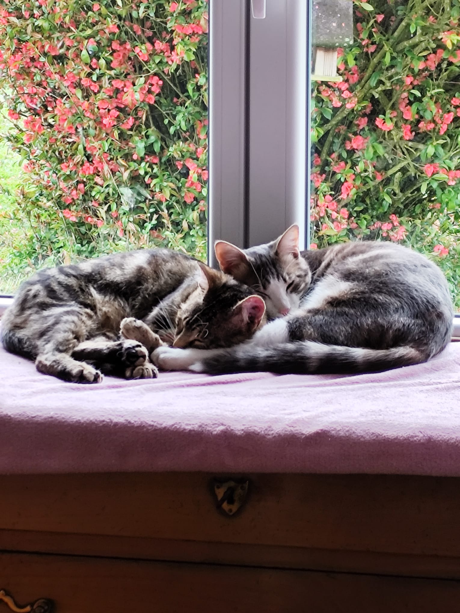 Des nouvelles de nos protégés, ses adoptants.