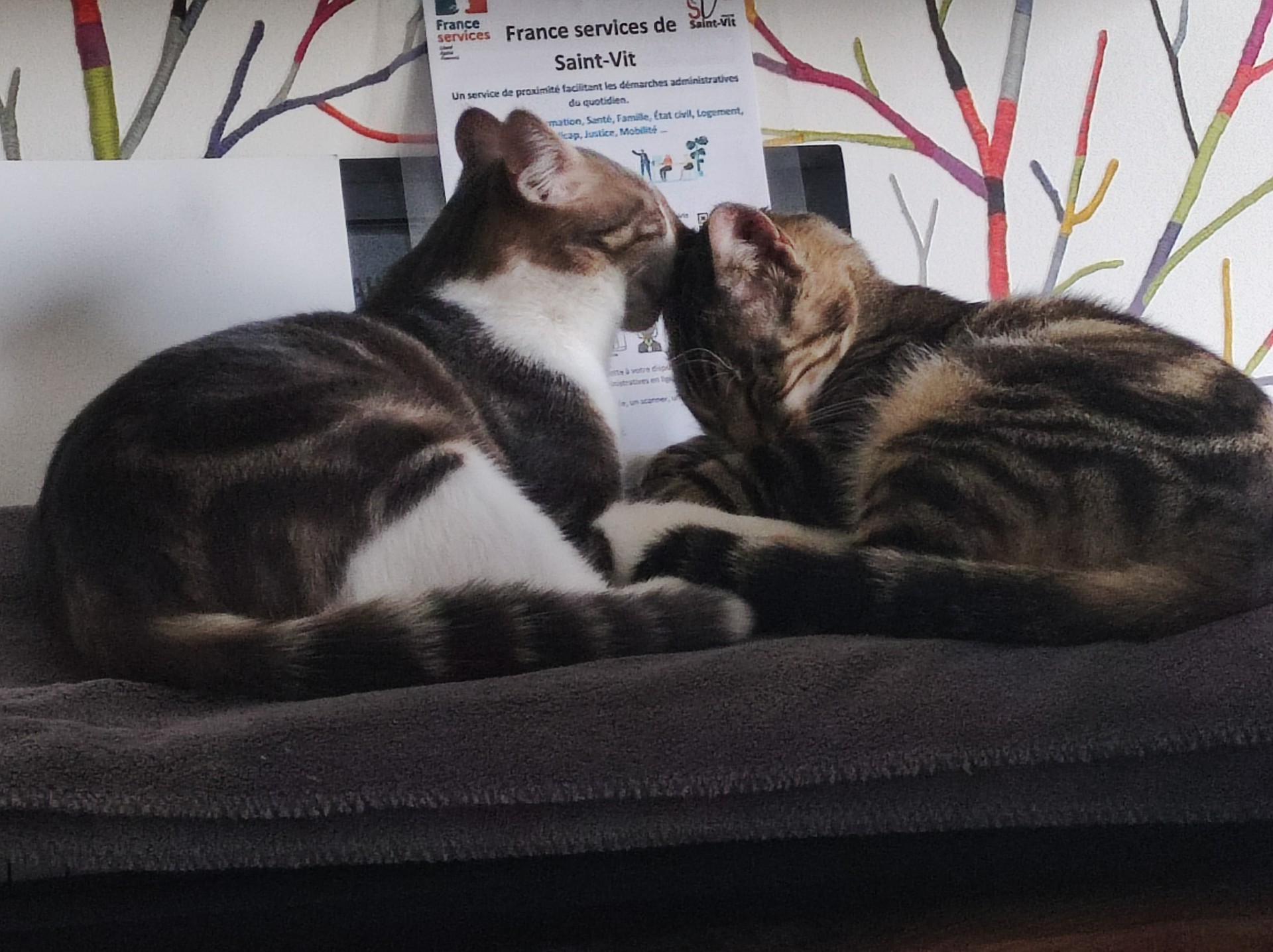 Des nouvelles de nos protégés, ses adoptants.