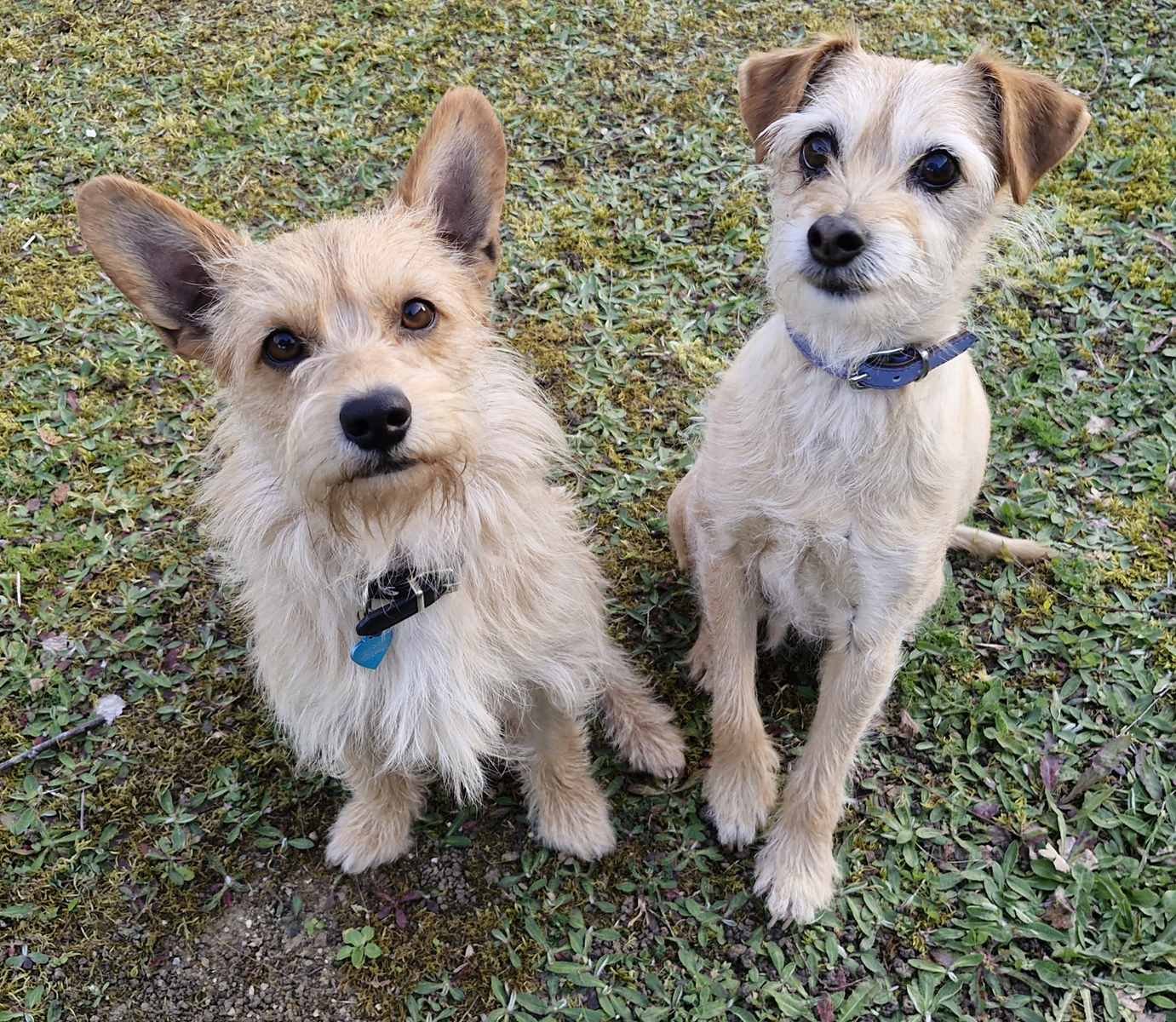 Skippy le bonheur enfin.