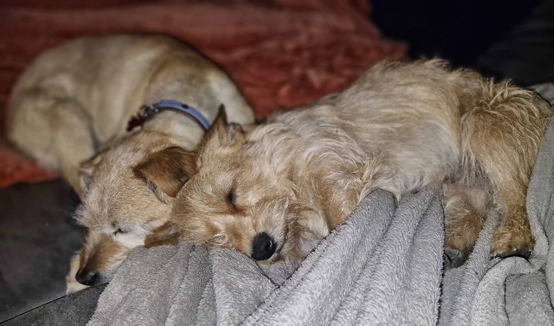 Skippy le bonheur enfin.