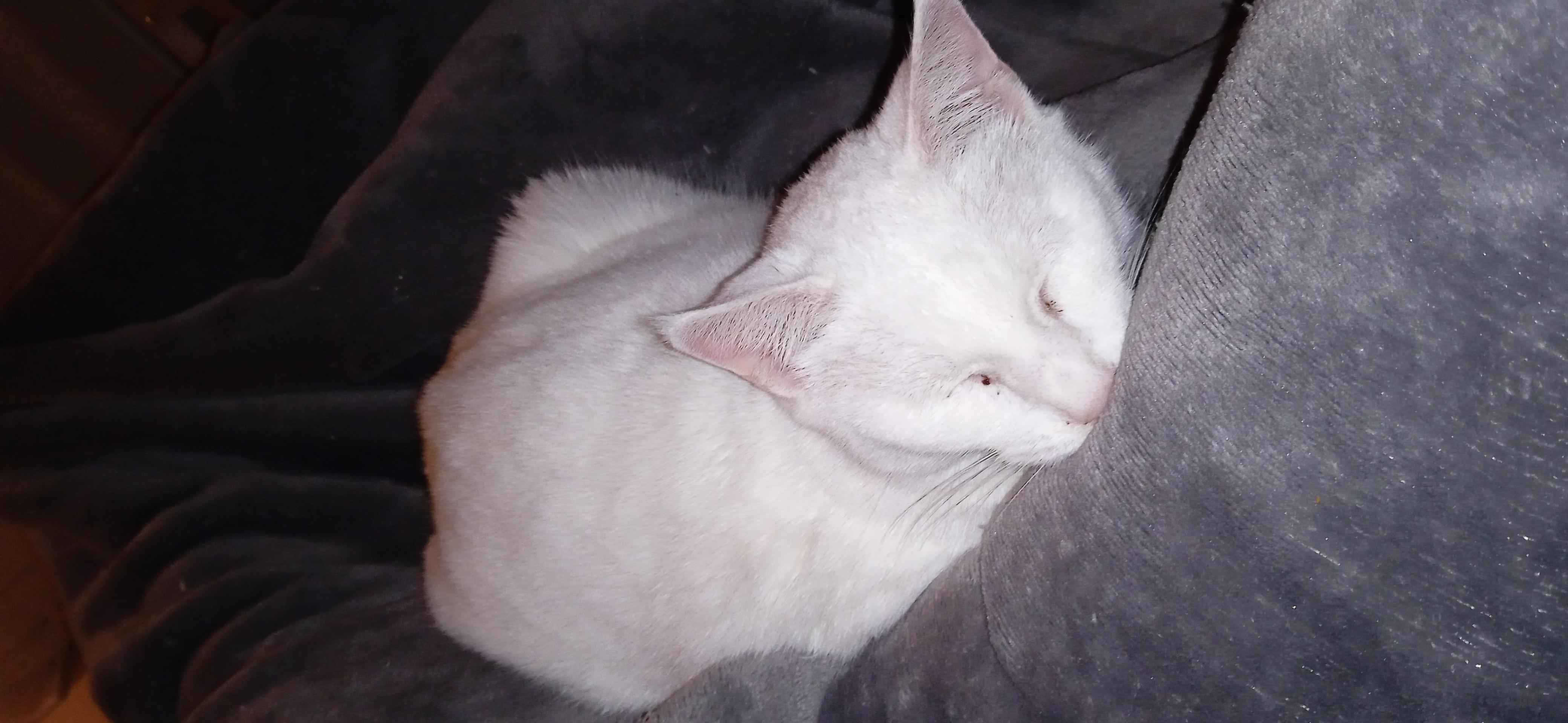 Câline avant Mélusine.