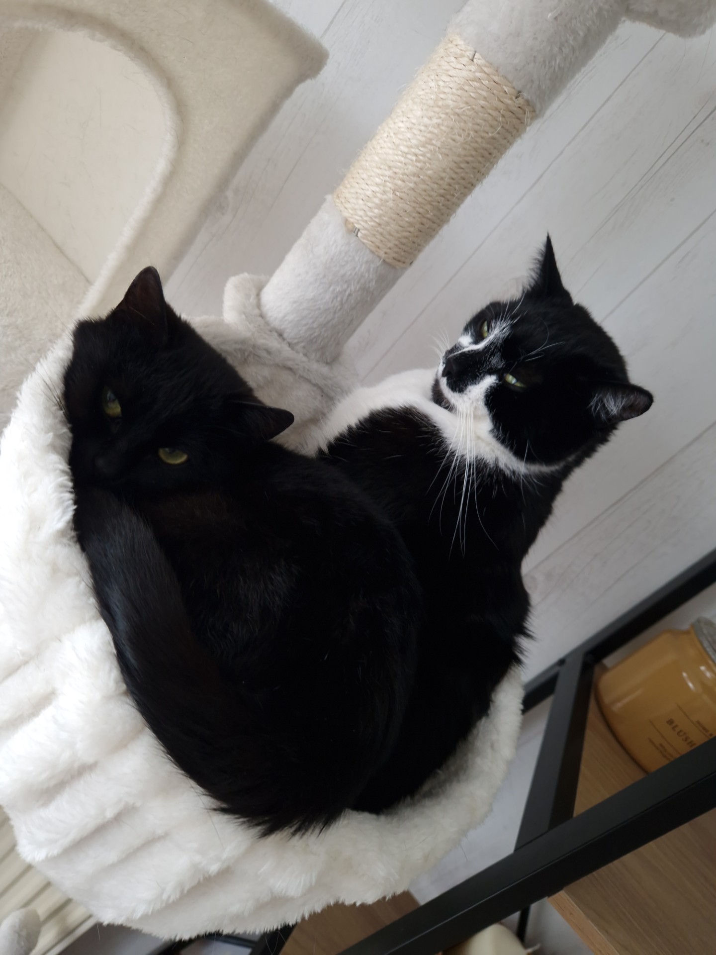 Nala et sa nouvelle vie