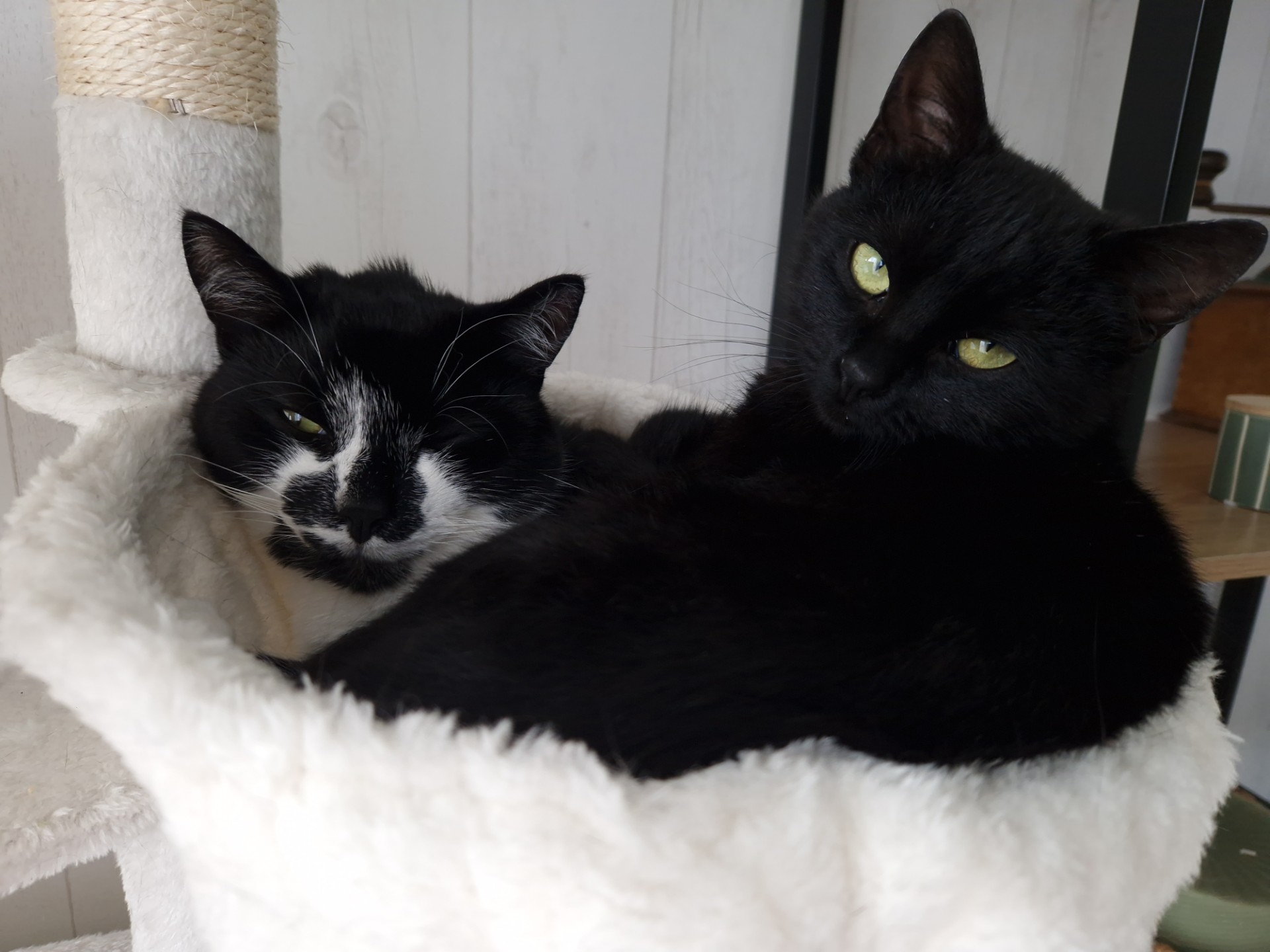 Nala et sa nouvelle vie