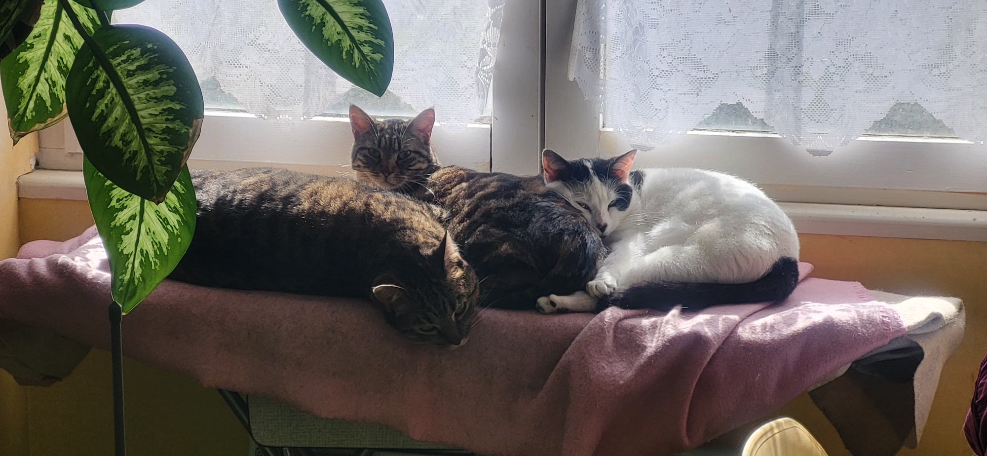 Vanille, Vénusia et Ushuaia.