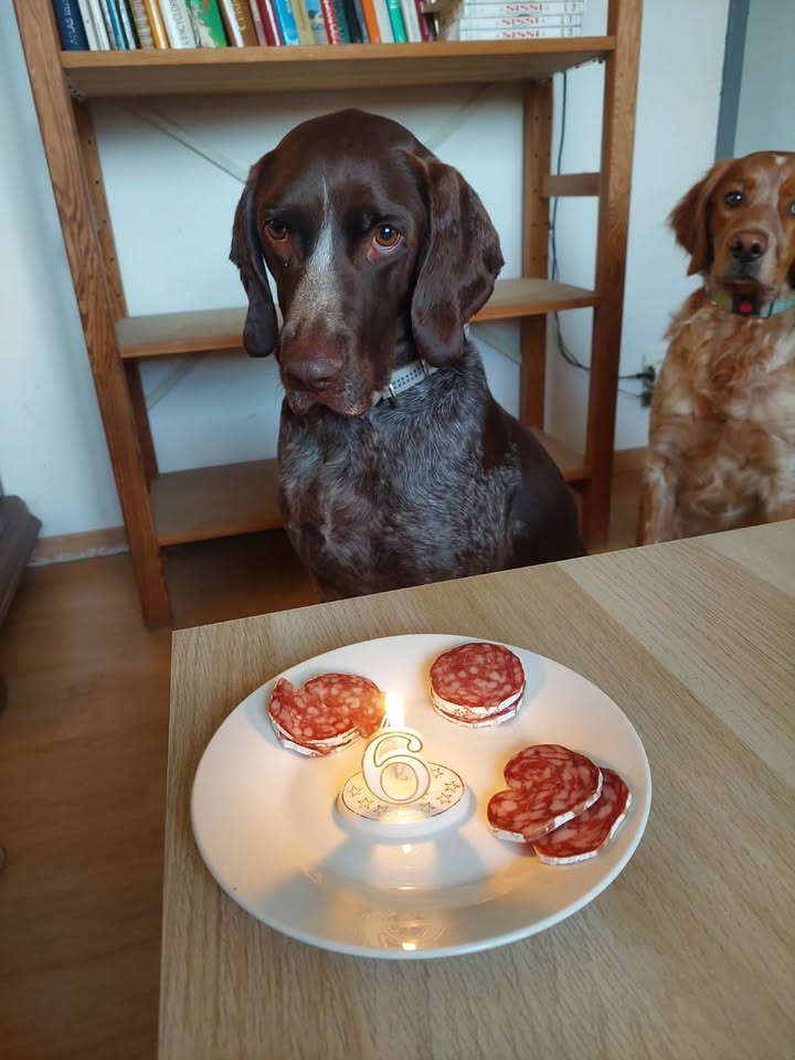 Rocco fête ses 6 ans aujourd'hui, 5 ans qu’il est avec nous, 5 ans de pur bonheur