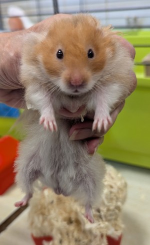Photo nacs HAMSTER M