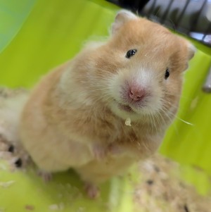 Photo nacs HAMSTER DORE