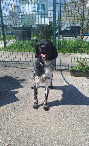 photo du chien chat à l adoption au refuge  Refuge SPA Montélimar  à montelimar departement drome proche de Valence de racechien MANGO