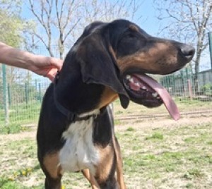 photo du chien chat à l adoption au refuge  Refuge SPA Montélimar  à montelimar departement drome proche de Valence de racechien SAFRAN